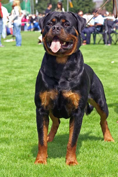 INT.CH Gery von hause drazic