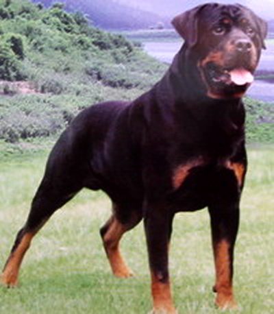 VDHCH mink vom steilen fels