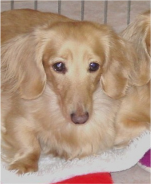 CAN CH Aireflow Winter Snowflake