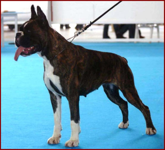 CH. ESP. Wendy de los Morritos