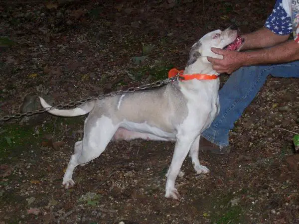 Todd's Piper Girl of Allan Scott