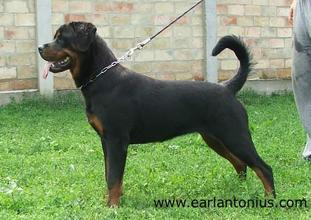 Puma Earl Antonius