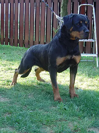 MULTI V Bluna Od Skupnjaka