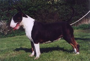 (UK) Kearby's Bethesheba at Bullyview