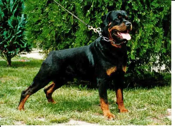 ICH, HGCH, CH OF CH Erlo v Gambrinus