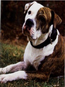 Livingston's HardRoc of CD's