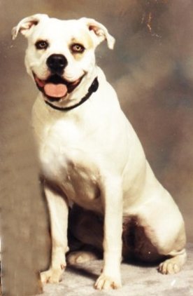Livingston's Sweet Lady