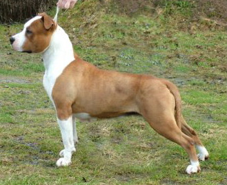 Riocha's Zenka Tipit z Hanky