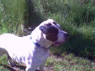 Caldey's Rio of Pendal