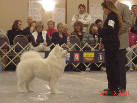 AM.CH. White Magic'S Sky Dancer