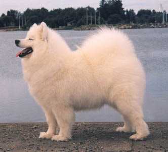 Roybridge Snow Dancer