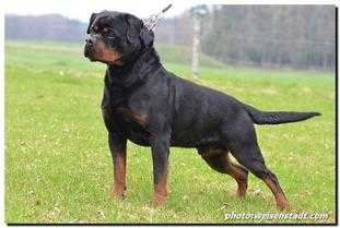 VICE WORLD SIEGER 09 Merlin Flash Rouse