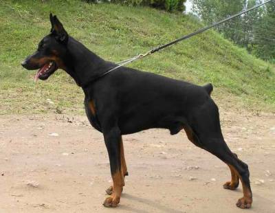 INTCH., MULTI CH. Livonijas Baron Heart of Hamlet