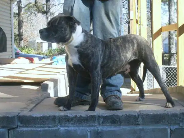 Pineview Kennels The Majic Jewels