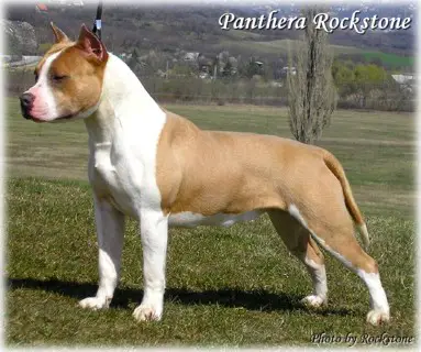 Panthera Rockstone