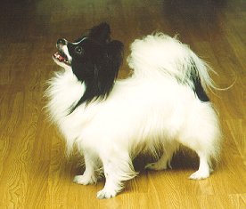 Inkies Incredible Illusion