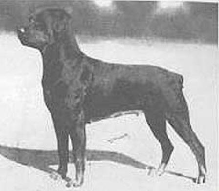 Hera von der Teck