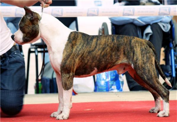 JCHRUS/ CHRUS Dizain Feshn Iz Doma Alvik
