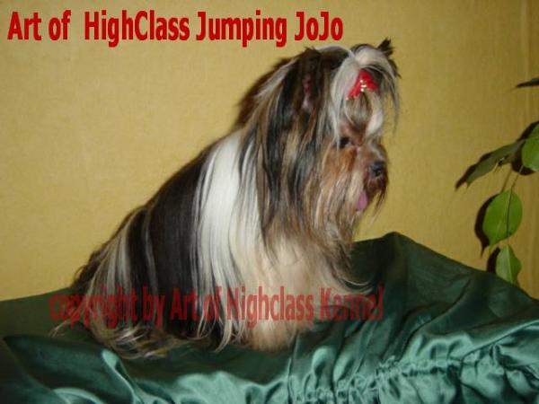 CH Art of Highclass Jumping Jo Jo
