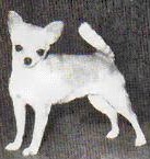 CH Onlyone Ouachitah Cricket