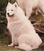 Petsamo Galliana