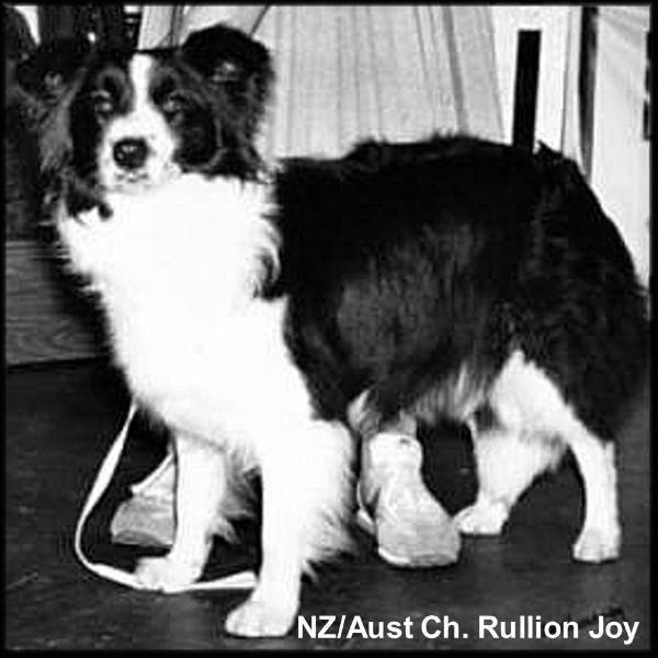 AU & NZ Sh Ch Rullion Joy