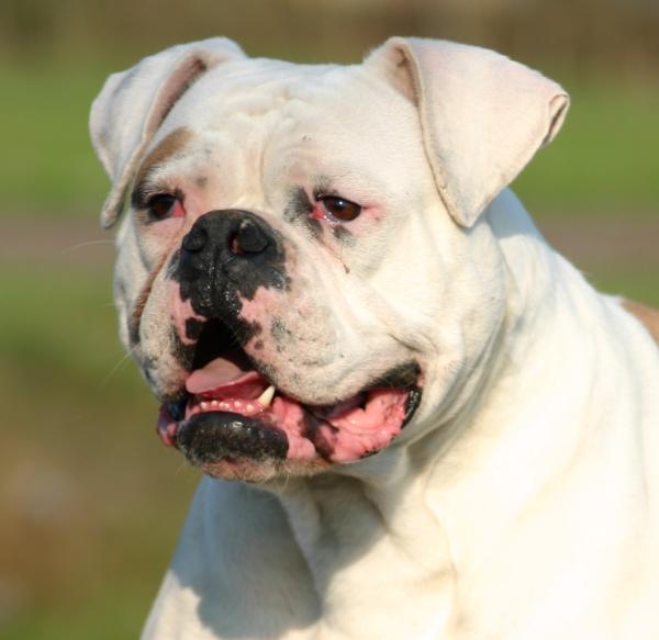 Bullforce Easy Of Snug