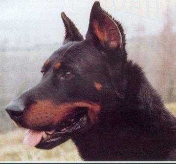 CHCS 85 CH LUX Scotch Du chantain