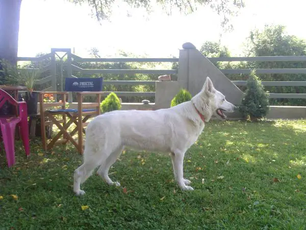 CH MNE,CH MAK Rina (2007) 1001 07