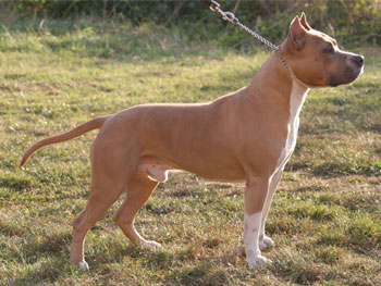 Flamewood'S Kill Bill