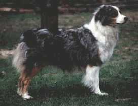 Lady bird blue du domaine de la Camosciara