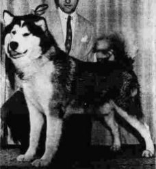 Cochise of Husky-Pak