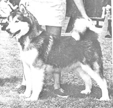 CH Karohonta Voodoo Flame