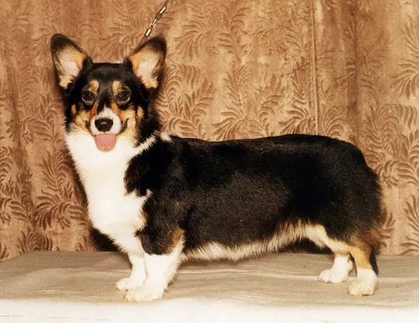 RUS, RKF CH Blackberry ze Síbrtů