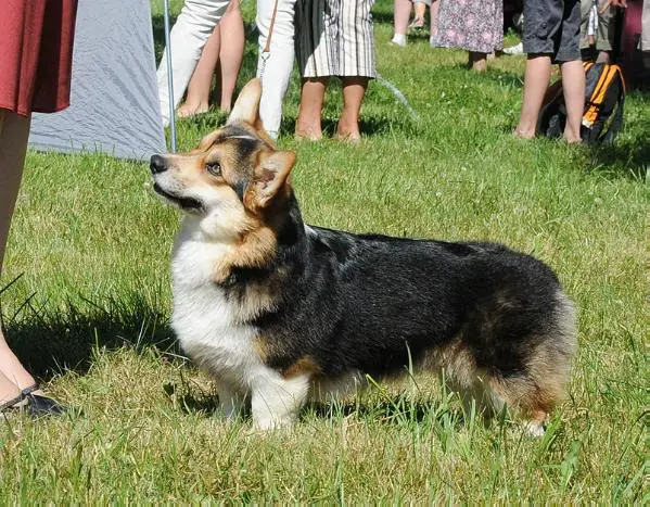 RUS, BLR CH, RUS JCH Style Life Egoza