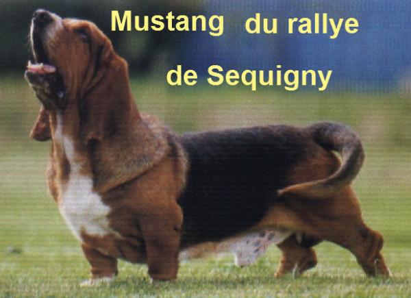 Mustang du Rallye de Sequigny