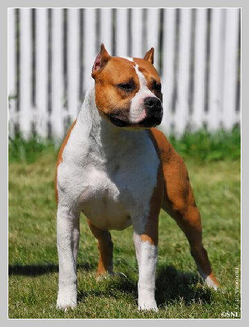 AKC/UKC CH Aspenview's Red Rocket