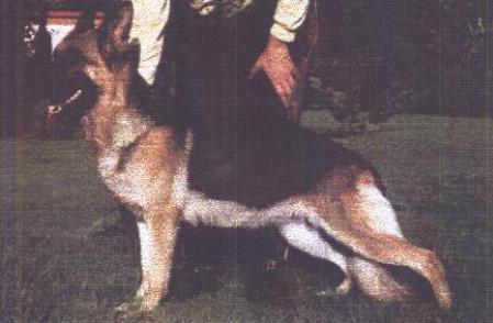 V Cindy vom Haus Kathleen