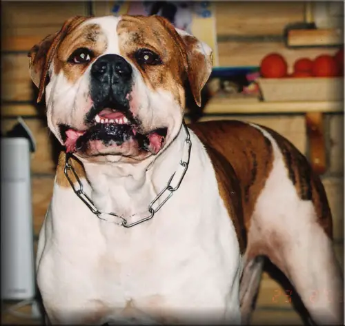 W.F.'S Stelldust Kracher