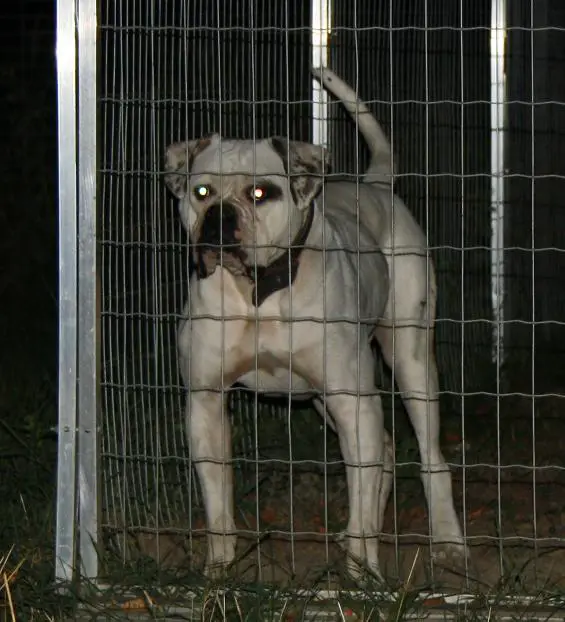 Big Sky's Northern Queen aka Kiwi