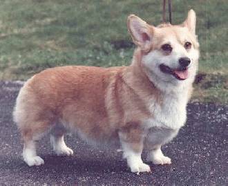 Forestop Crystal Royal