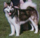 CH (US/CAN) Storm Kloud's R-Tic Sun