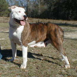 Laura's Lady Lucinda