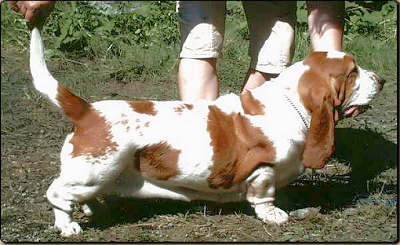 Unique white lady dominik