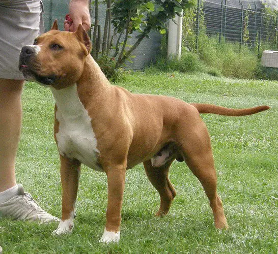 IT JCH Parastone's Capitan Jack Sparrow