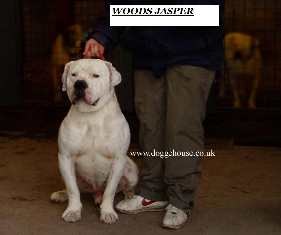 Wood's Jasper