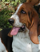 Pas question du haras de la vergne