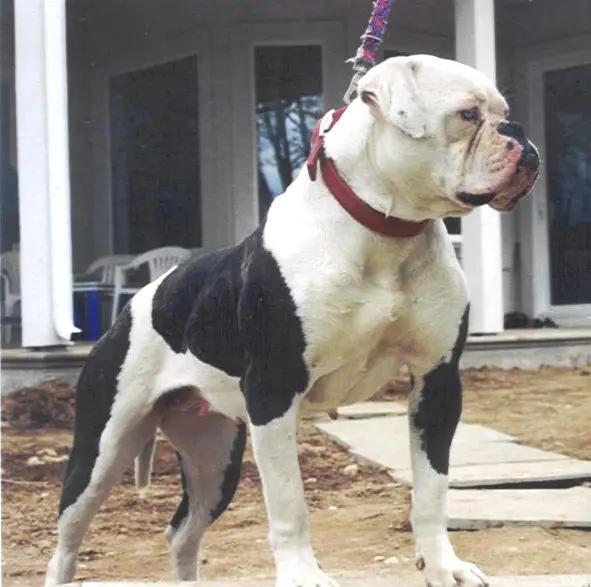 SBK'S Shade's of Blue