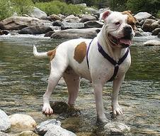 Maggie Patches Da Silva