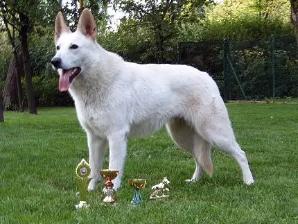 Abigeil la Blankpapilio